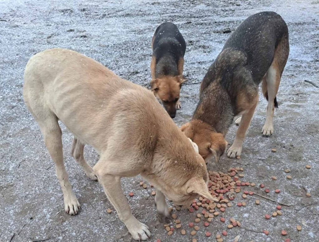 Irina uit Cherson: Zolang ik kan, blijf ik voor dieren zorgen | Foto: Irina uit Cherson