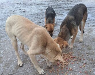 Irina uit Cherson: Zolang ik kan, blijf ik voor dieren zorgen | Foto: Irina uit Cherson