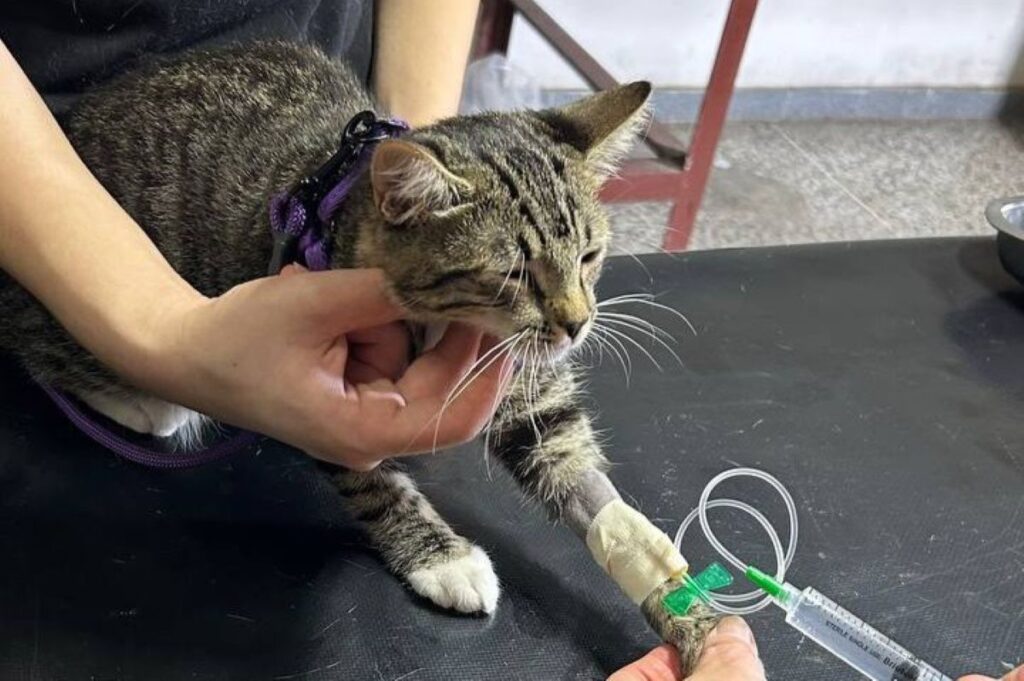 Venezuela: topdrukte in noodhospitaal na aardbevingen | Foto: Red de Apoyo Canino