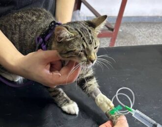 Venezuela: topdrukte in noodhospitaal na aardbevingen | Foto: Red de Apoyo Canino