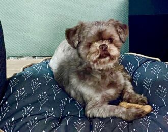 De dood van Banjer (11) leidt tot sluiting van dierenpension D'Aanloop in Darp