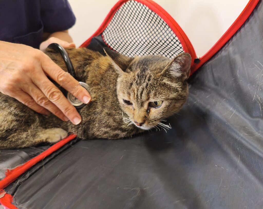 Noodhulp voor dieren na verwoestende bosbranden in Spanje