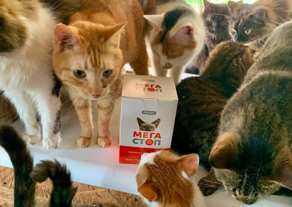 Happy Paw: Noodhulp voor 5.483 oorlogsdieren in Oekraïne | Foto: Happy Paw