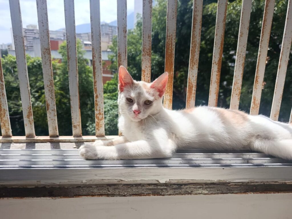 Noodhulp voor Venezuela gaat door! | Foto: Rescue Paws Curaçao