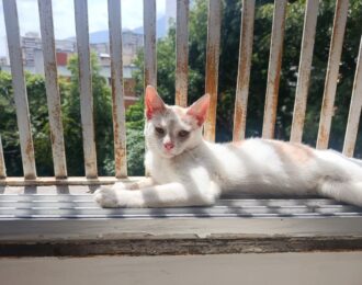 Noodhulp voor Venezuela gaat door! | Foto: Rescue Paws Curaçao