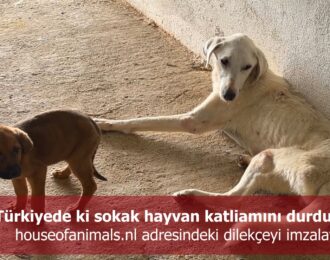 Türkiyede ki sokak hayvan katliamını durduralım - houseofanimals.nl adresindeki dilekçeyi imzalayın