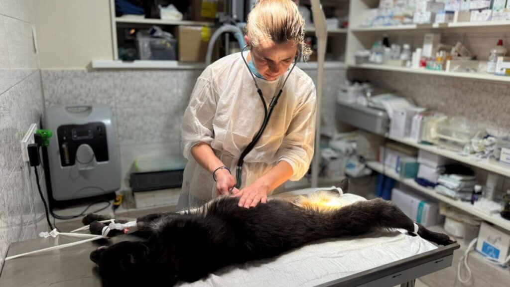 120 geredde oorlogsdieren gesteriliseerd in Oekraïne