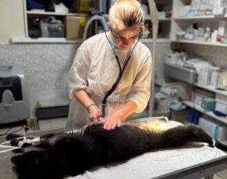 120 geredde oorlogsdieren gesteriliseerd in Oekraïne