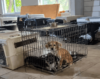 Noodhulp voor dieren na grootschalige evacuatie uit Kramatorsk