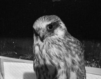 Noodhulp na aanval op vogelopvang in Oekraïne. Helaas overleefde deze valk het bombardement niet | Foto Farmland Nyushanik via UAnimals