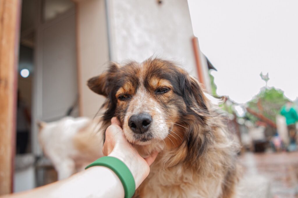 Winterbrokken voor 1.000 zieke dieren in Oekraïne | Foto: Happy Paw