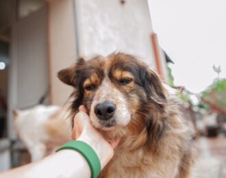 Winterbrokken voor 1.000 zieke dieren in Oekraïne | Foto: Happy Paw